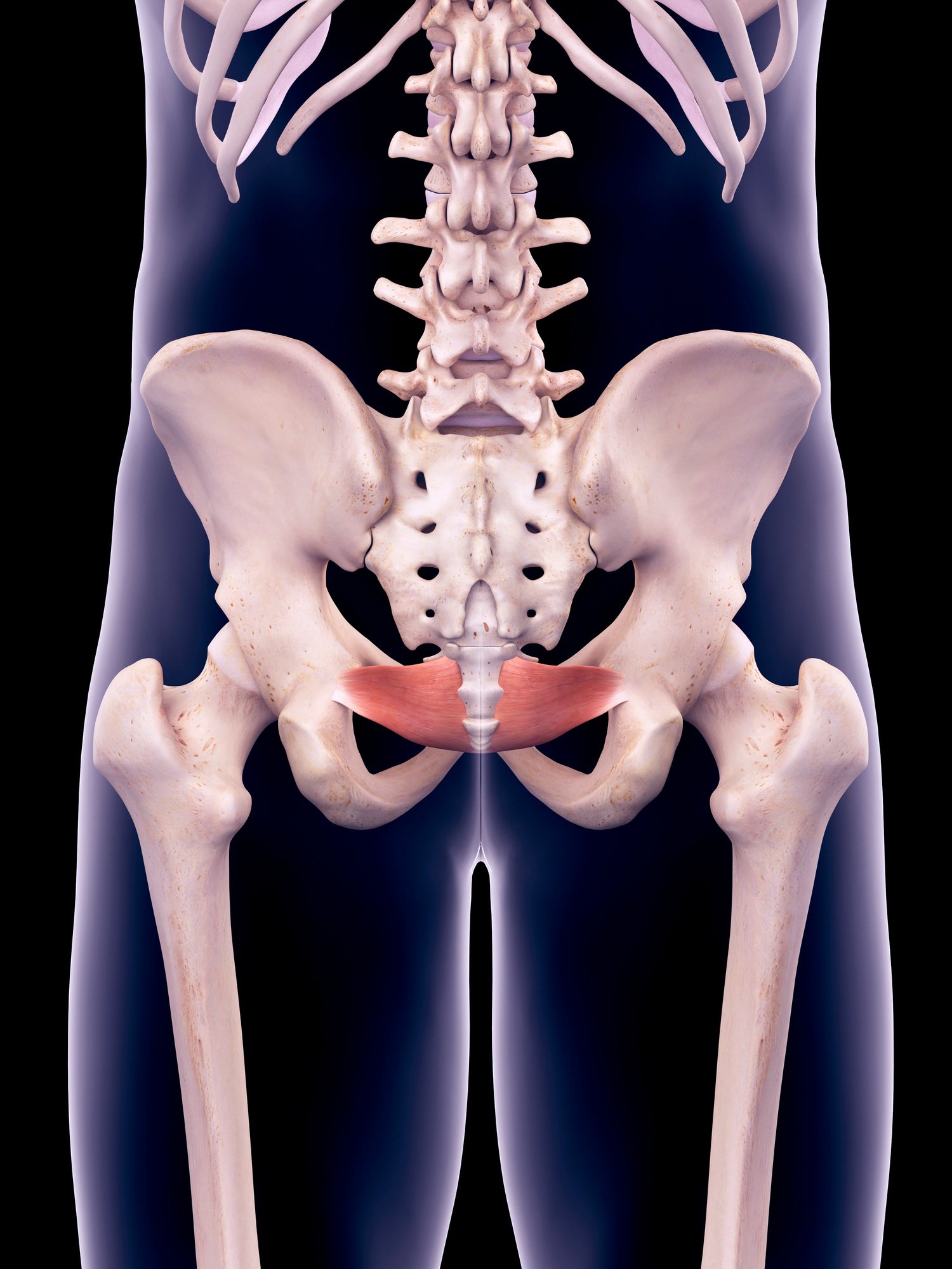 Pelvis muscles, illustration